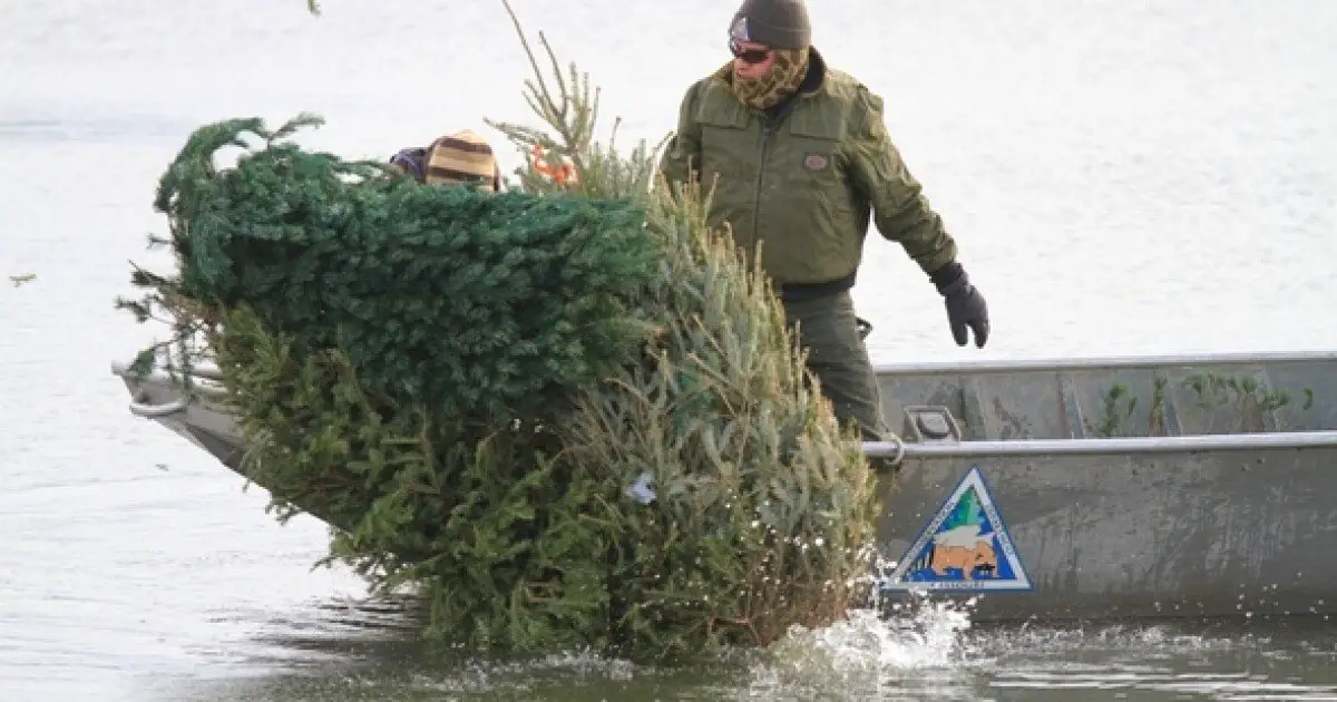 After a Christmas tree has served its purpose, consider giving it to ...