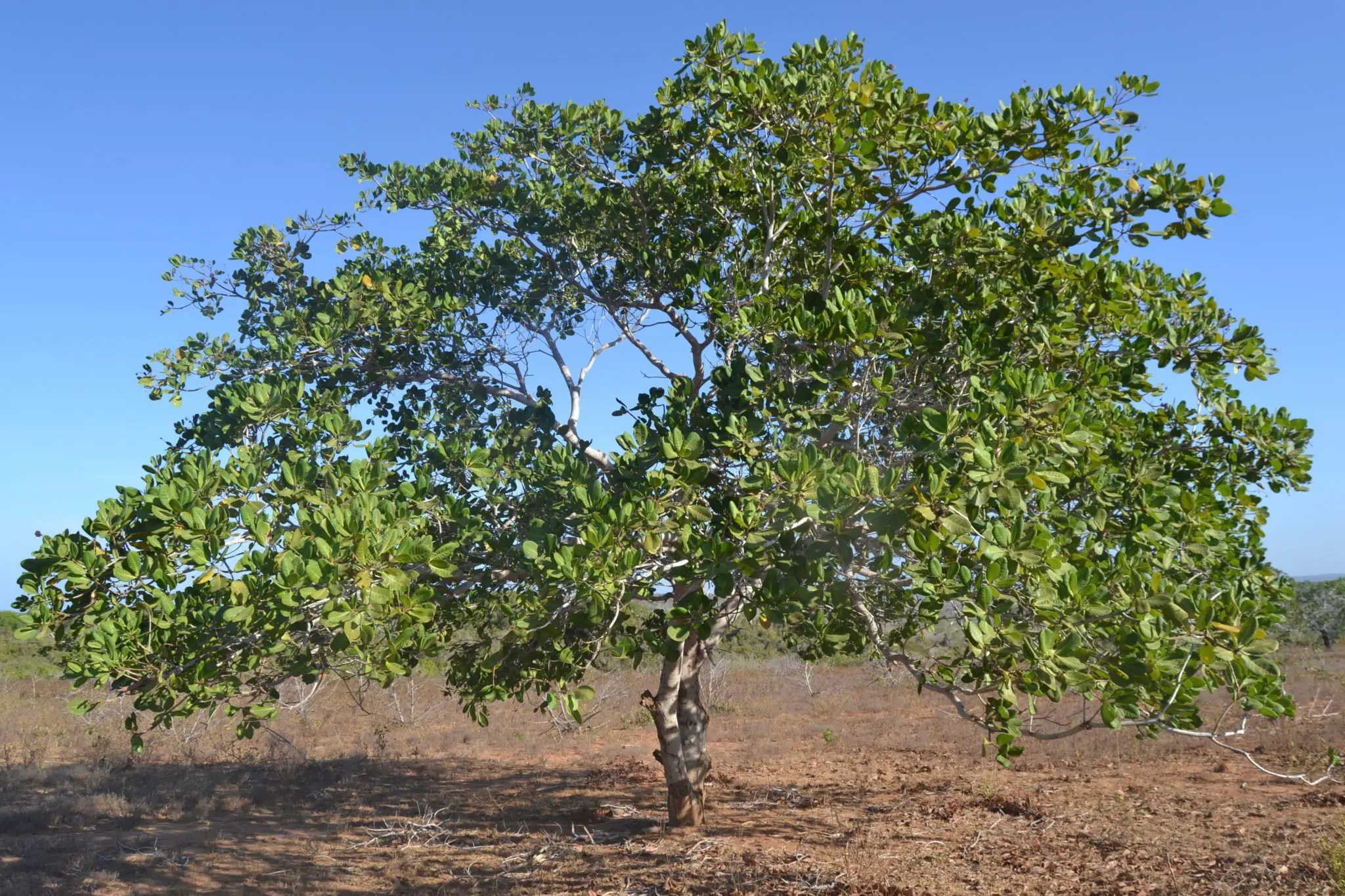 Beatrice and the benefits of Cashew Trees in the Bore Community Forest ...