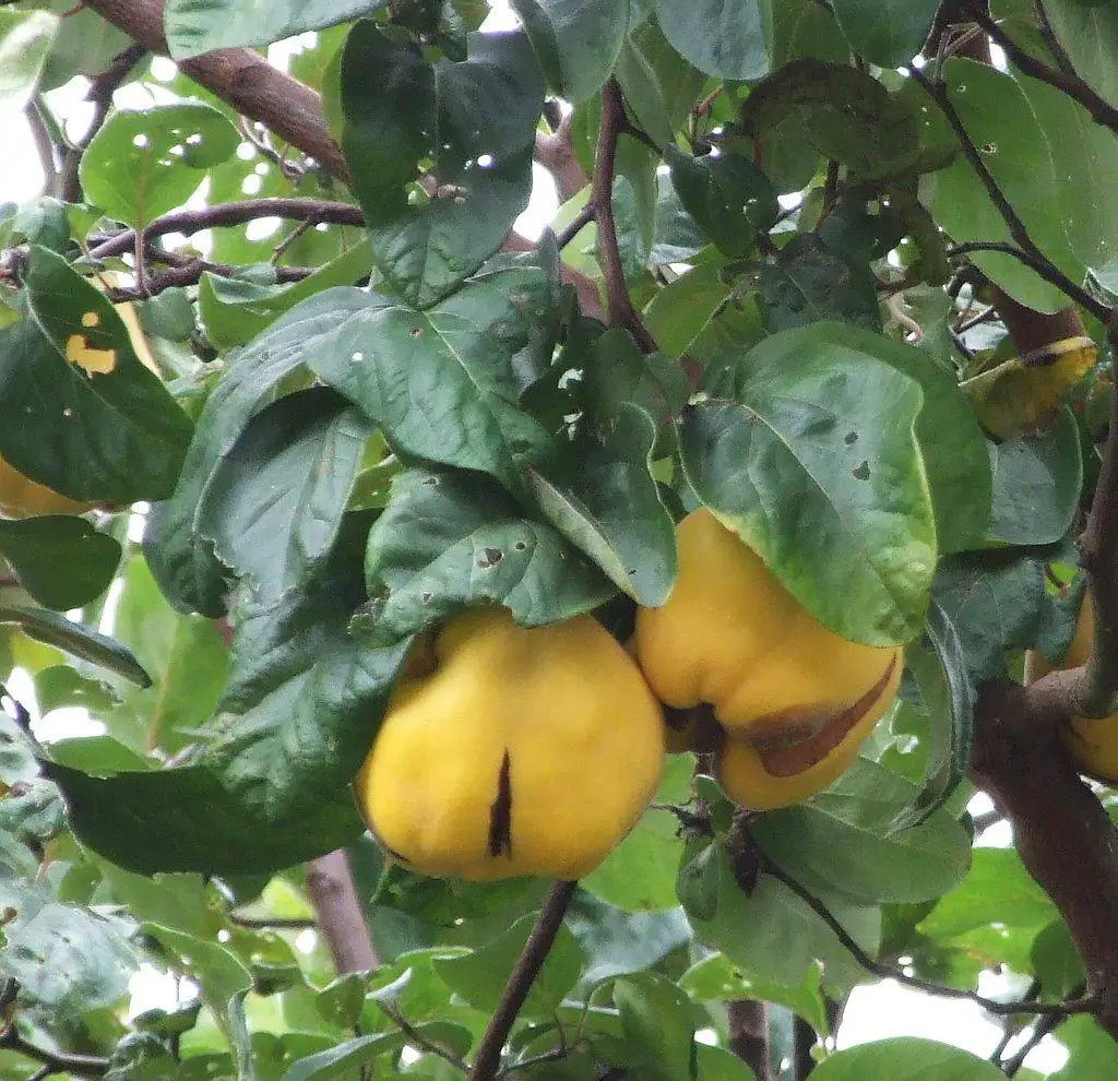 Cydonia oblonga (Quince tree) fruits