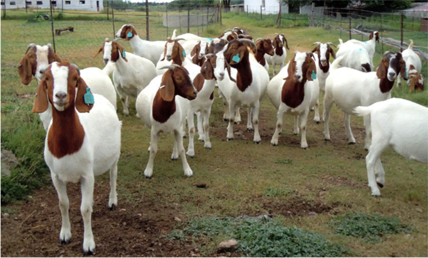 Goat farmers appeal for assistance