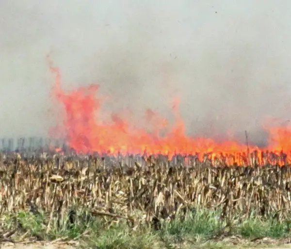 Hungary Burns Illegal GM Corn Fields, Plans To Make Distributing GMO ...