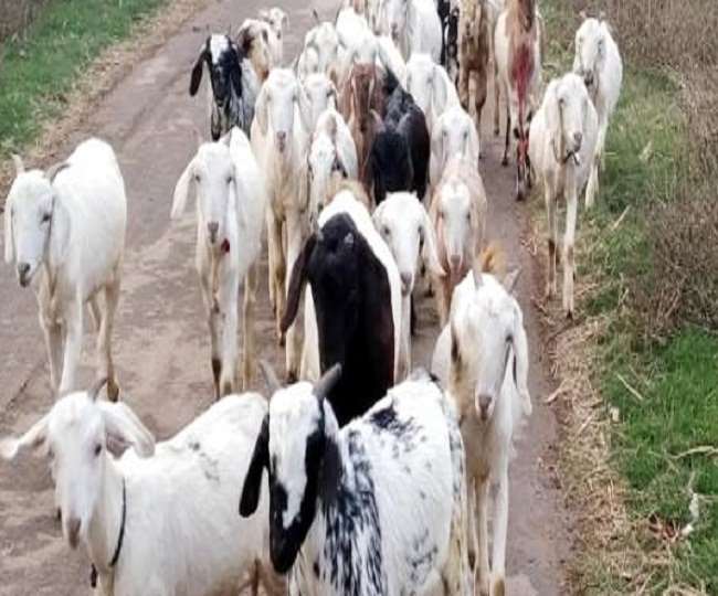If you are unemployed you can earn good income from goat farming and ...