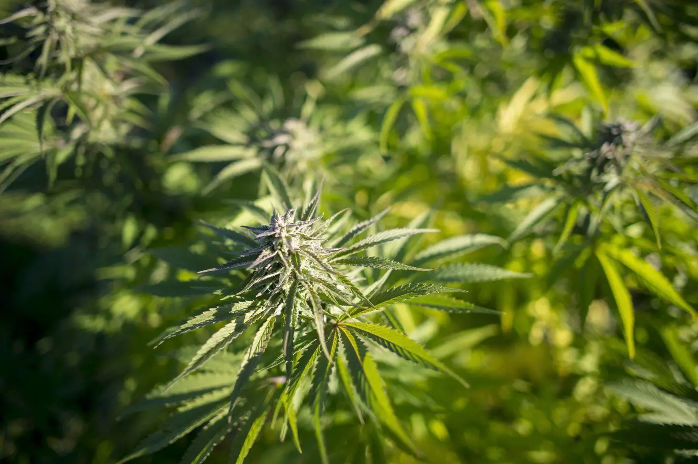 Landscape shifts for medical marijuana after judge strikes down law