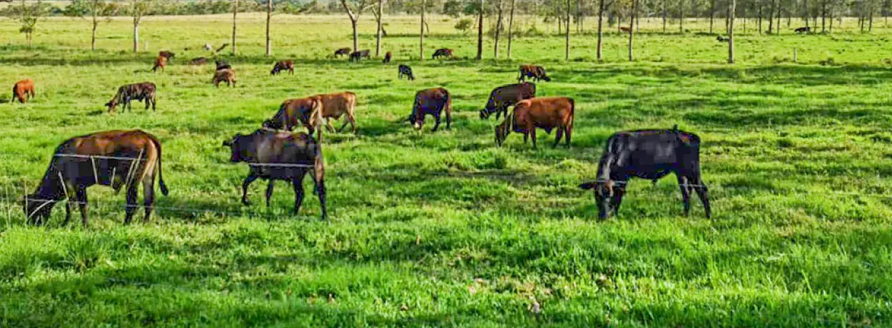 Livestock SMEs projects roll out