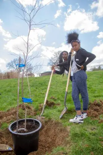 Normandy students experience tree climbing and planting at 24:1 Arbor ...